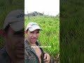 onça volta ataca #natureza #vidanaroça #sabiadocampo #onça