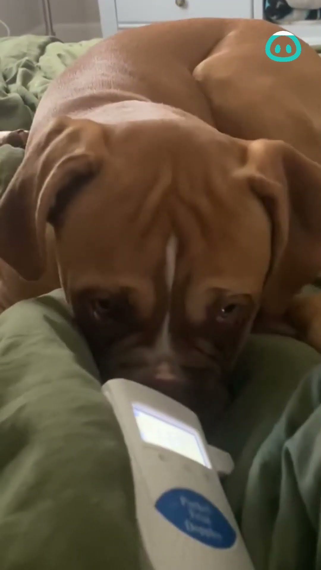 Boxer Relaxes To Baby Heartbeat Monitor || ViralHog