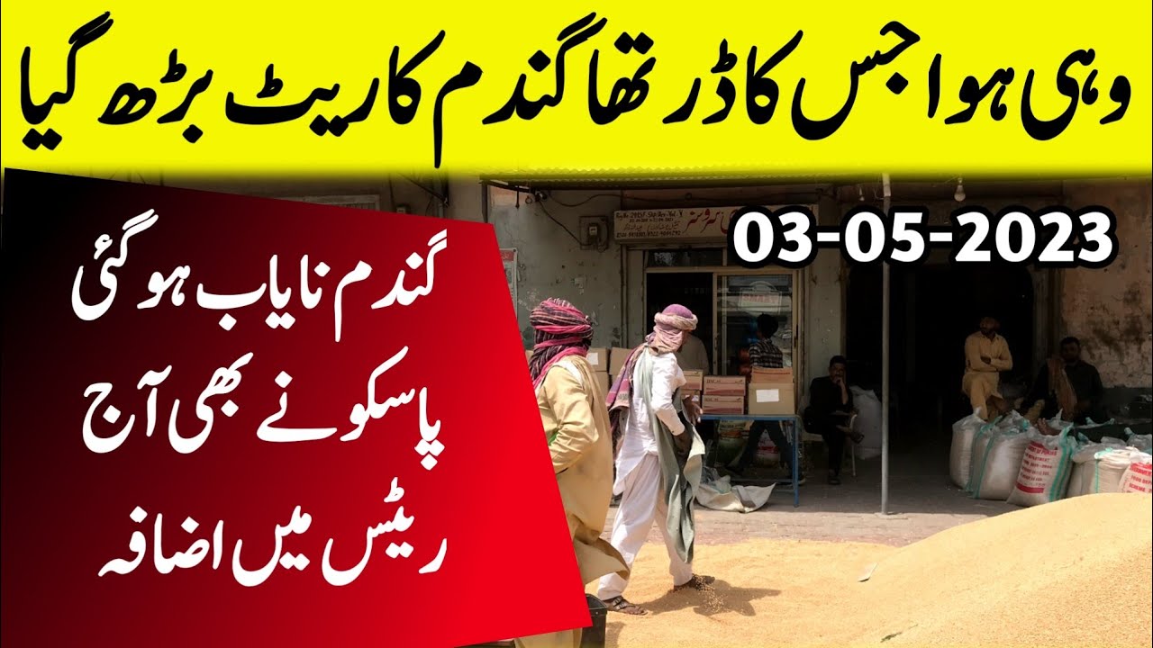 Wheat price in Pakistan 2023|Gundam ka rate today Punjab Pakistan # ...