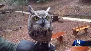 Taylor Swift visit highlights art of falconry at Ventana Big Sur Guide