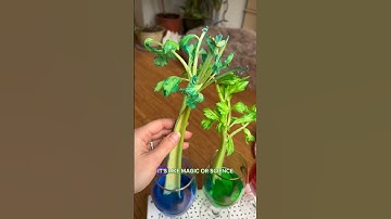 Celery is actually pretty thirsty - when you add food colouring, it travels up the stalk!🌱