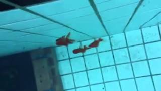 新竹潛水蟲EOT訓練中心生態池試辦