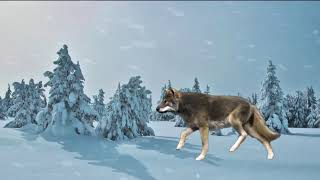 Волк бежит по снегу