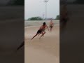 Kamal Dirba Shots Kabaddi Shortsfeed Viral Kabaddi365