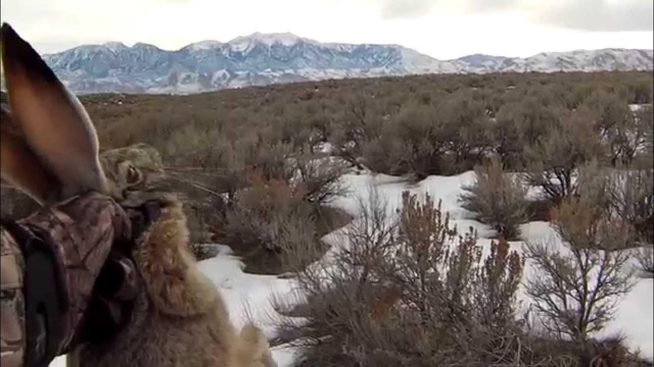Hunting rabbits near Eureka, Utah YouTube