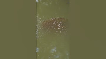 Nhà 2 lúa | Cá lóc mẹ dắt đám lòng ròng về quê chơi lễ #Shorts, #nha2lua, #bepnha2lua