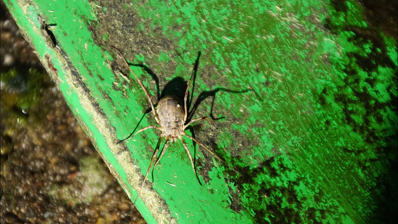 „Großer Sattelkanker“ (Odiellus spinosus) 