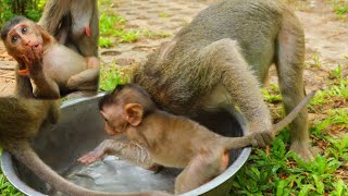 Baby Monkey Aruna Want to Bathing