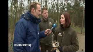 NDR 'Mein Nachmittag' 08.03.2013 - Wolfcenter & Tree Inn -