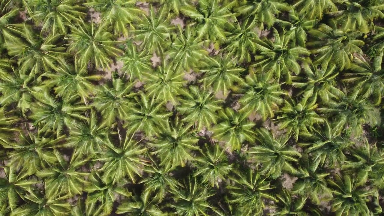 Free coconut Farm Top view stock Video - 4K