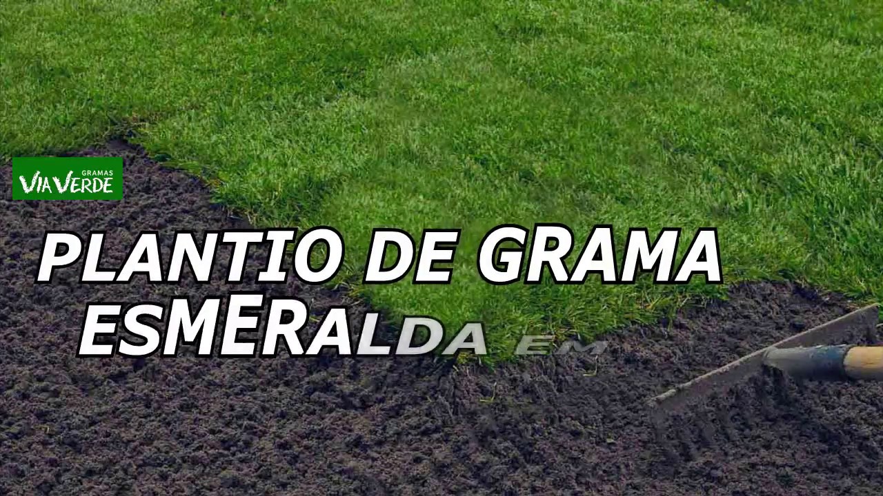 Como Plantar Semente De Grama Esmeralda Plantio de Grama Esmeralda em placas - Gramas Via Verde - YouTube
