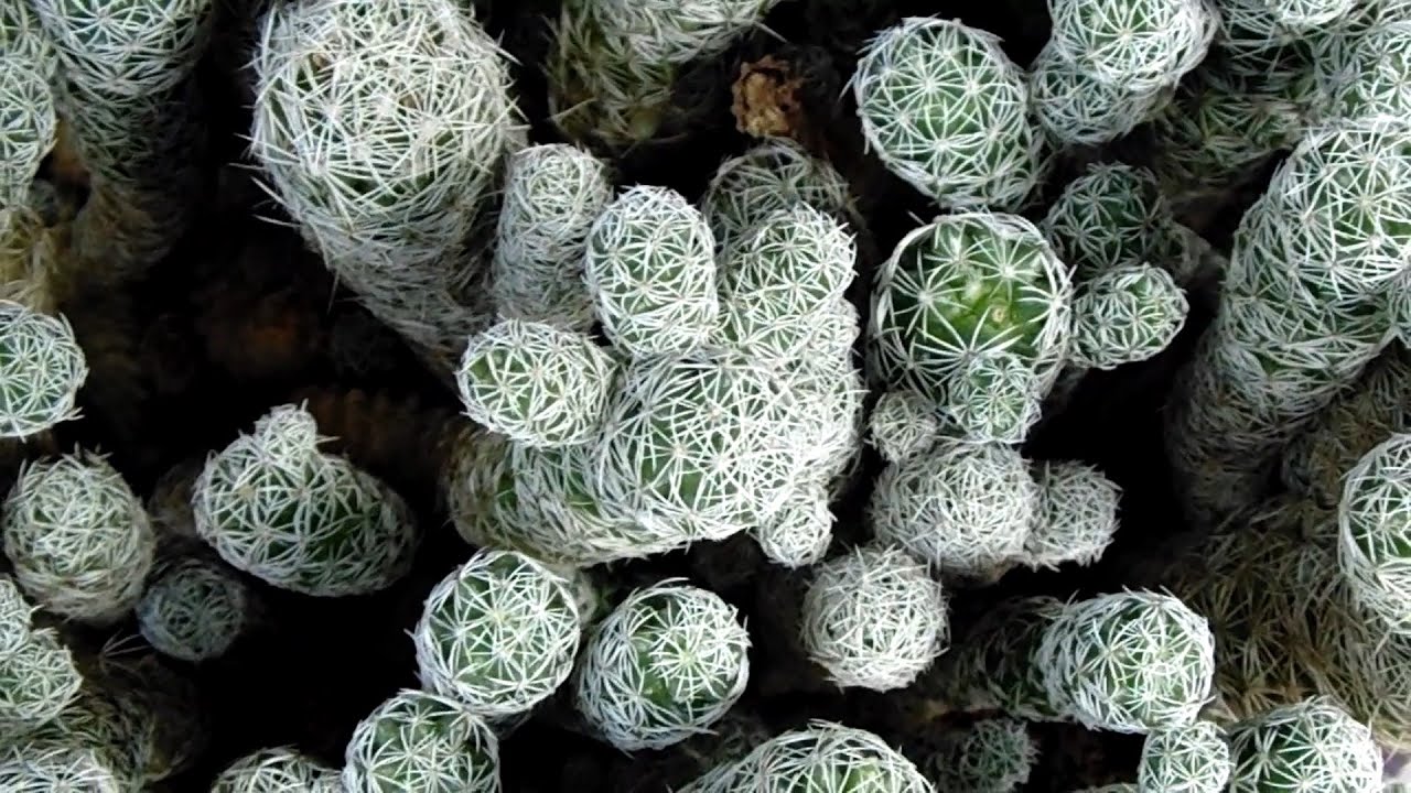 Mammillaria Gracilis - Thimble Cactus 