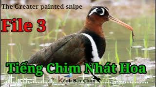 Tiếng Chim Nhát Hoa Chuẩn Cho Anh Em Đánh Đêm - File 3 - The Greater Painted Sniper | Kênh Bẫy Chim