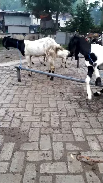 Story WA kambing di pasar