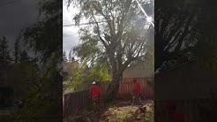 4A's tree services with Cruz in Vancouver wa (360) 513-5150