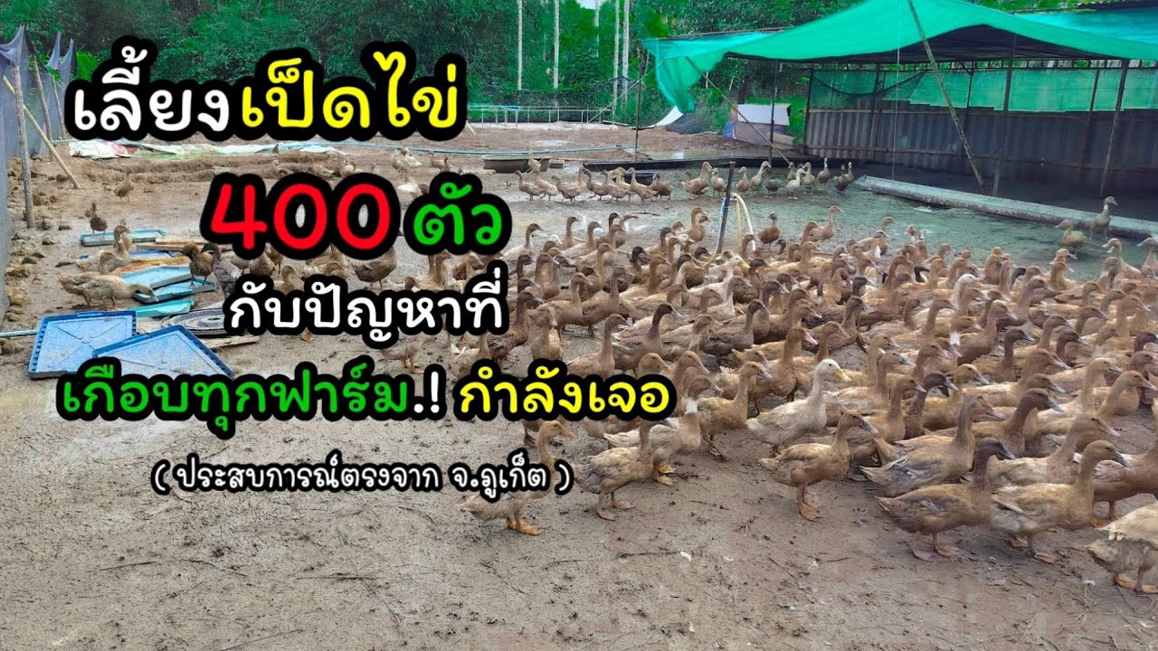 เลี้ยงเป็ดไข่ 400 ตัว เกือบ 2 เดือน ไม่มีไข่เลยสักฟอง | เป็ดขาอ่อน ป่วยตาย ประสบการณ์ตรงจาก จ.ภูเก็ต