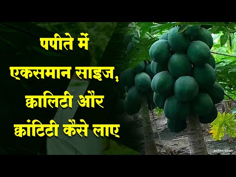 पपया में ज्यादा से ज्यादा उपज और खाद प्रबंधन | Pollen Kisan