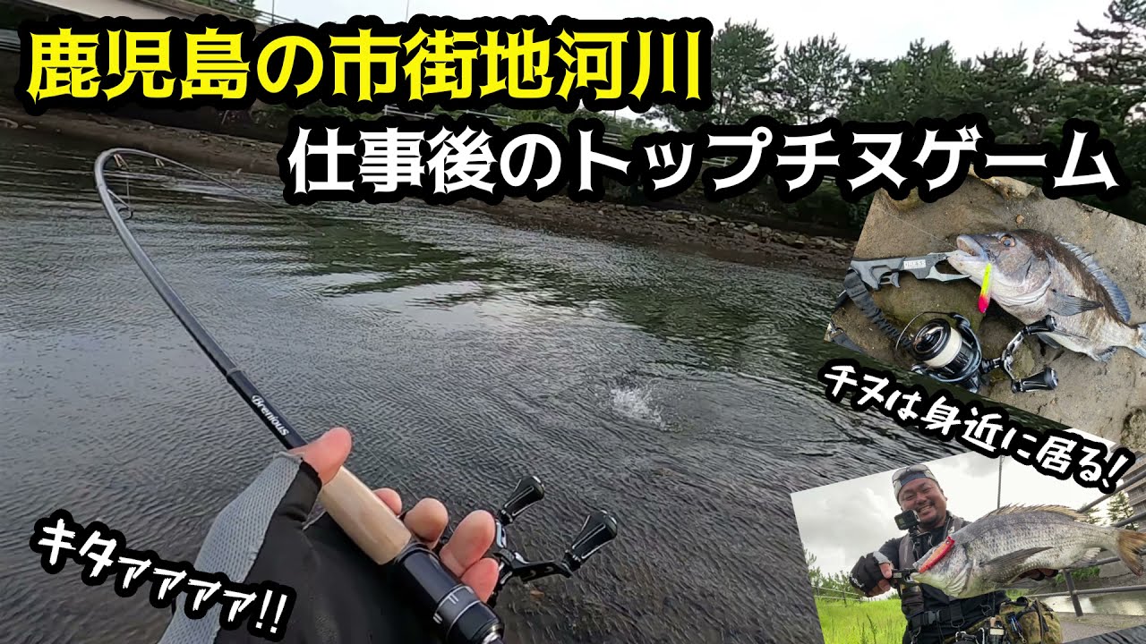 【チヌ  クロダイ】鹿児島市内河川でもチニングを楽しめる！トップチヌゲーム！