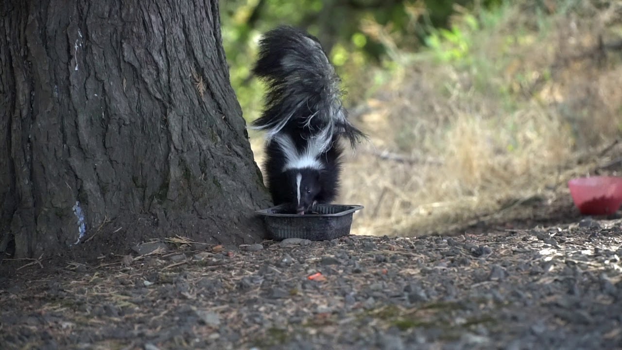 Skunk Drinking Water on a Hot Day YouTube