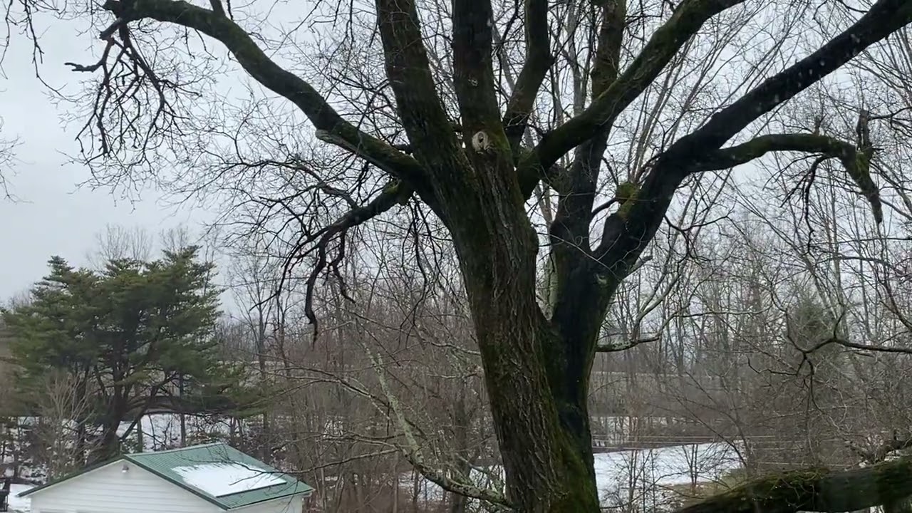 Ohio Central NKPA (From my front deck)2-15-26