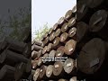 Exotic Wood Types & Their Uses | AtoZ Wood Company