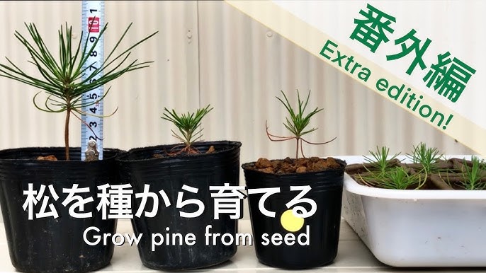Growing Pine Trees From Seeds 17 3 12 19 4 1 Youtube Growing Pine Trees From Seeds 17 3 12 19 4 1 Youtube