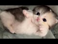 かわいい子猫たちがあなたの一日をより良くしてくれます ♥