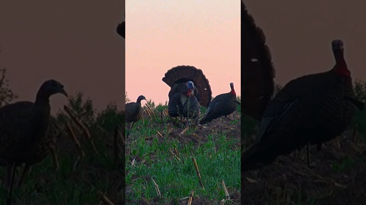 Time to roll up some strutters! 