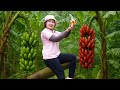 Harvesting strange red bananas Selling at the market - Growing plants and cooking | Hà Rural Life