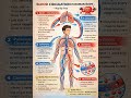 #BloodCirculation#HumanCirculatorySystem#BloodCirculationInHumanBody#CirculatorySystem#HumanHeart