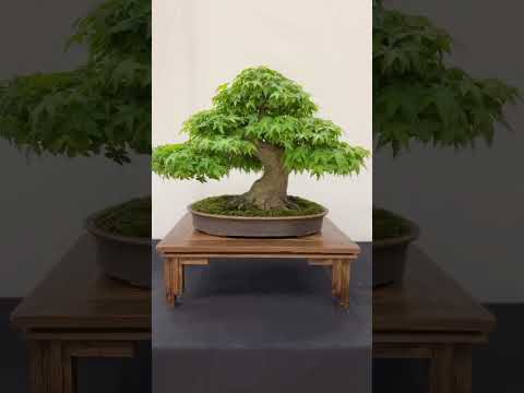 #bonsai #bonsaitree #viral #video #shorts