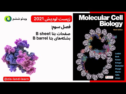 صفحات بتا و بشکه های بتا     آموزش کامل ساختار دوم پروتئین بر اساس لودیش
