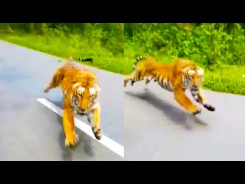 Tiger Chases Man On Motorcycle
