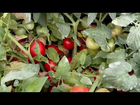 Video: Tropik Pomidor Nədir: Tropik Pomidor yetişdirmək üçün məsləhətlər