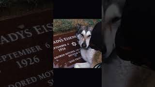 Dog crying at her owners grave😢