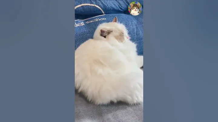 Watch the video about Aww Cute Cats Videos #catmeow Funny Animals Compilation😹 Try Not To Laugh Challenge #shorts