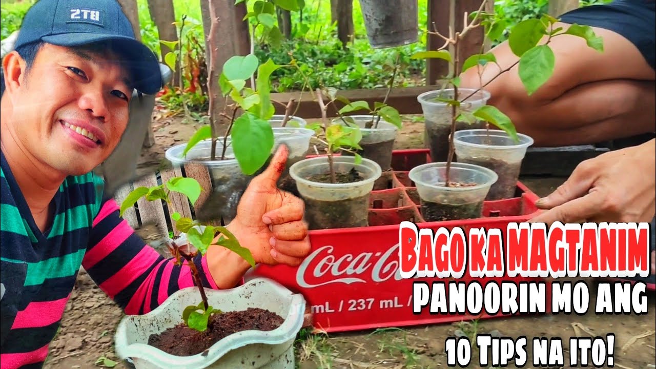 PAANO MAGTANIM NG BOUGAINVILLEA | Beginners Guide