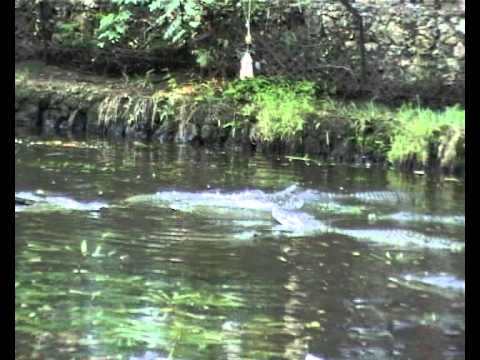krokodil futter krokodil futter