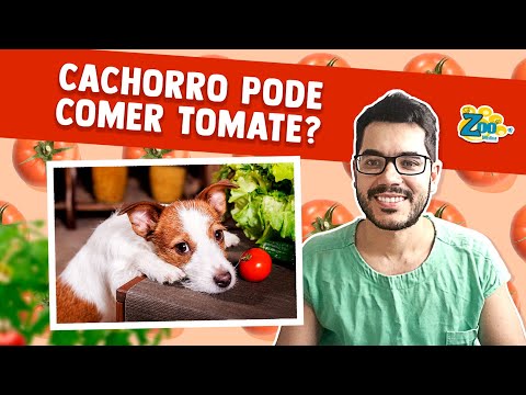 Vídeo: Cães podem comer tomates?
