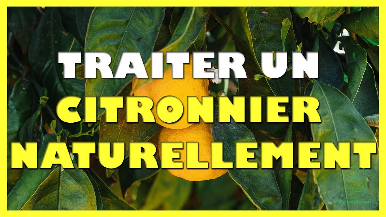 Comment traiter un citronnier naturellement YouTube — free download
