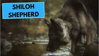 Shiloh Shepherd  TOP 10 Interesting Facts