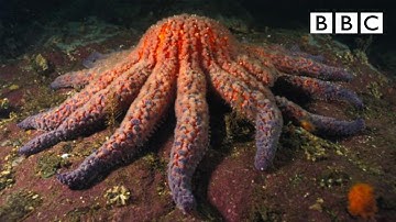 Zombie Starfish | Nature