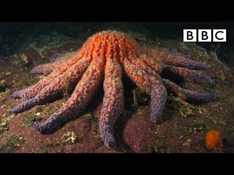 Зомби Морская звезда | Самые странные явления природы - BBC