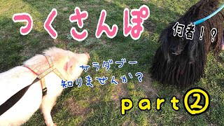 【ミニブタ】つくさんぽ♡パート２ 【つくね】Mini Pig