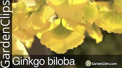 Ginkgo Biloba Tree - Maidenhair Tree - Grow Ginkgo tree in your garden - What Gingko Tree likes - DayDayNews