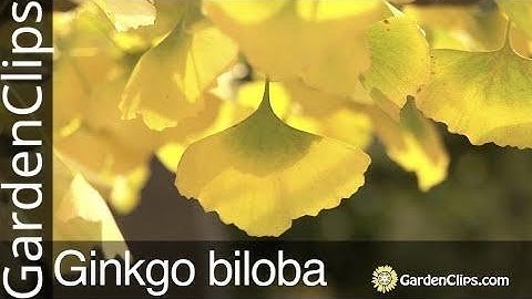 Ginkgo Biloba Tree - Maidenhair Tree - Grow Ginkgo tree in your garden - What Gingko Tree likes
