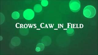 Crows Caw in Field- royalty free