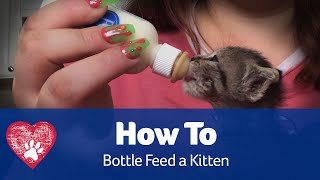 How to Bottle Feed a Kitten