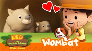 This CUTE animal has SQUARE POO POO?!  | Wombat | Leo the Wildlife Ranger | #compilation