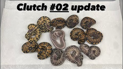 Black Pearl Ball Python Clutch #02 update